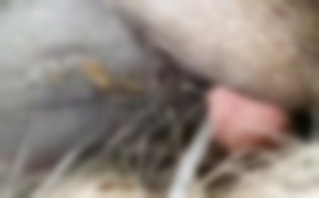 guy fuck animal, zoo fuck porn